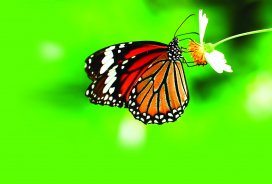 Število travniških metuljev nam pove, kako ohranjeno je naše okolje