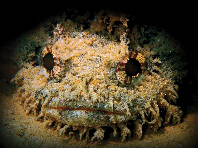 Ko samec morske žabe zgradi gnezdo, se začne oglašati z zvoki, ki so podobni bobnanju.